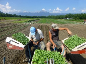 vente à la ferme