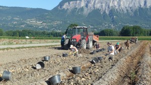 achat légumes direct producteur